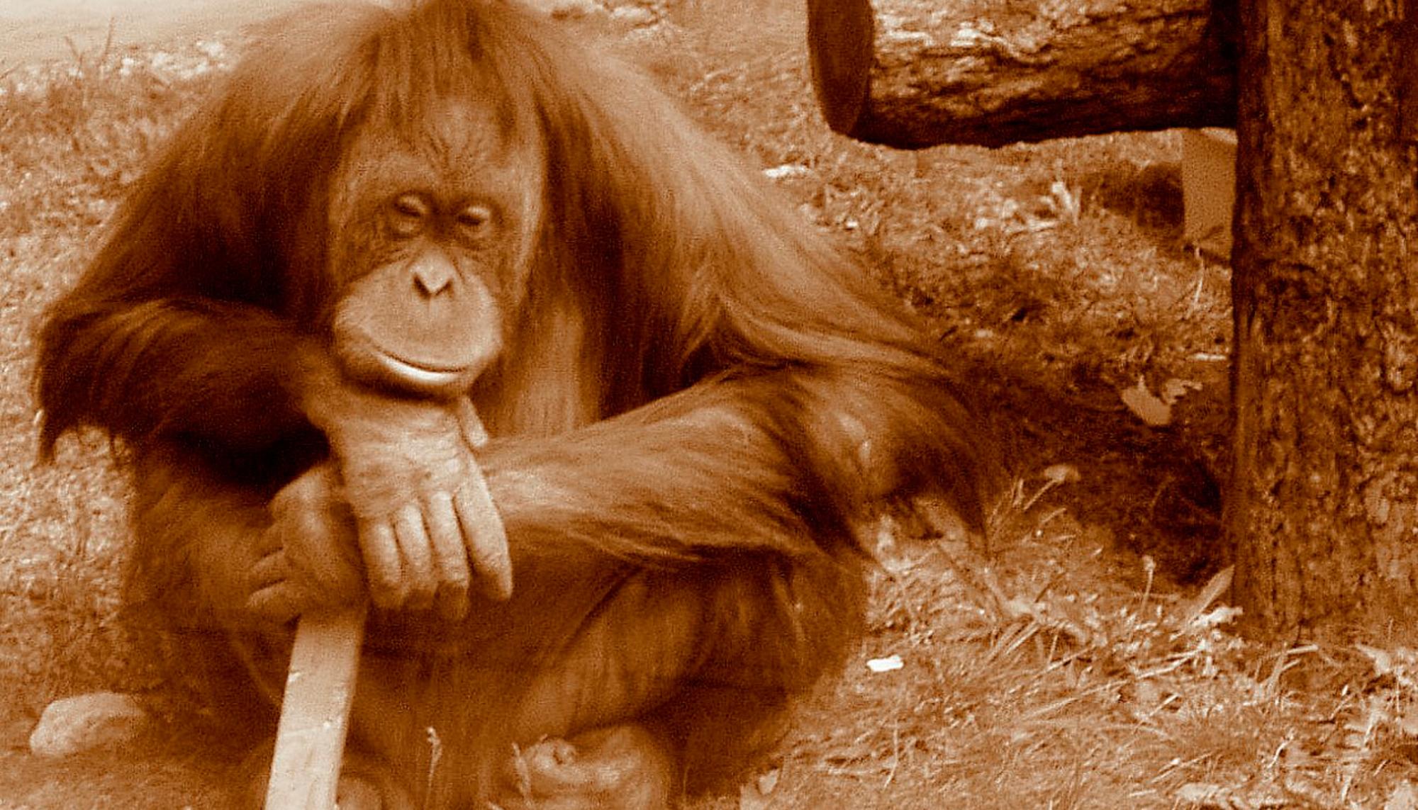Orangután pensando